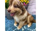 Miniature Australian Shepherd Puppy for sale in Picayune, MS, USA