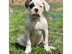 Olde Bulldog Puppy for sale in Sacramento, CA, USA