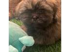 Shih Tzu Puppy for sale in Austinville, VA, USA