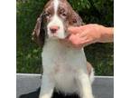 English Springer Spaniel Puppy for sale in Ocean Isle Beach, NC, USA
