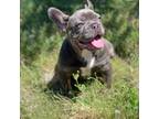 French Bulldog Puppy for sale in Sacramento, CA, USA