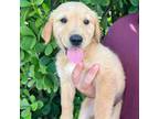 Golden Retriever Puppy for sale in Hobe Sound, FL, USA