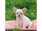 French Bulldog Puppy for sale in Gap, PA, USA