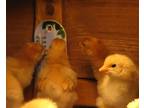 A Charming Table-Top New Brooder For Chicks for Nashville TN area