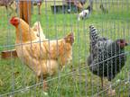 about Chicken Fencing -