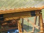 PRE-ORDER FOR CHRISTMAS- DUCK COOP FOR SALE- To your door at a reasonable fee-