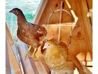 ORDER NOW FOR CHRISTMAS 20% OFF- Beautiful Chicken Coops For Your Hens -