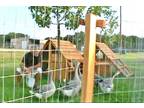 ON SALE- Portable Chicken Fence Posts