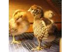 Brand new brooder and baby chicks for sale Dallas, TX