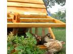 ON SALE- Beautiful Affordable Chicken Coops Hen Houses for Lancaster, PA area