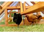 ON SALE- Beautiful Affordable Chicken Coops Hen Houses for Killeen Temple area