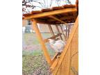 5 ft tall portable chicken coop in movable chicken yard WINTER SALE in Kansas