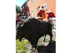 Life Size Bronze Buffalo For Sale