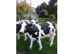 Life Size Fiberglass Milking Cows with Head up or Head Down