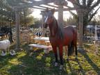 Life Size Fiberglass Horse Statue
