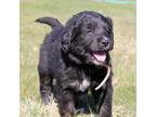 Bernese Mountain Dog Puppy for sale in Clayton, WA, USA