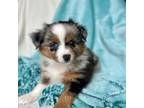 Toy Blue Merle Aussie- Cartier