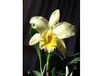 Orchids for sale, all kinds, potted, cuttings, bare root