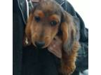 Dachshund Puppy for sale in Middlebury, IN, USA