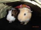 Three Guinea Pigs Free with cage