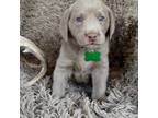 AKC green collar silver male