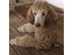 Tan male poodle