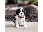 Coko