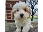 Maltipoo Puppy for sale in Grabill, IN, USA