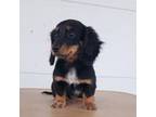 Dachshund Puppy for sale in Arthur, IL, USA