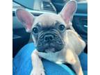 Fawn French Bulldog