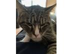 Harry, Domestic Shorthair For Adoption In Rockaway, New Jersey