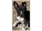 Hutch Lonestar, Labrador Retriever For Adoption In Rockaway, New Jersey