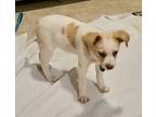 Fiona, Labrador Retriever For Adoption In Columbia, South Carolina