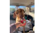 Tuna, Retriever (unknown Type) For Adoption In Palm Springs, California