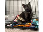 Ressie, Domestic Shorthair For Adoption In Baltimore, Maryland