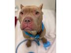 Rory, American Pit Bull Terrier For Adoption In Columbus, Indiana