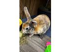 Theo, Mini Rex For Adoption In Latrobe, Pennsylvania