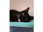 Rosie, Domestic Shorthair For Adoption In El Dorado Hills, California