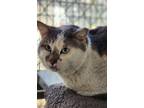 Van Gogh, Domestic Shorthair For Adoption In El Dorado Hills, California