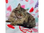 Aphrodite, Domestic Longhair For Adoption In Hornell, New York