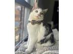 Quentin, Domestic Shorthair For Adoption In Cary, North Carolina