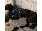 Shadow, Labrador Retriever For Adoption In Tampa, Florida