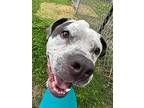 Buster - 2, American Staffordshire Terrier For Adoption In Kuna, Idaho