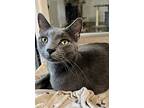 Panther, Domestic Shorthair For Adoption In Columbus, Ohio