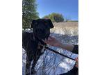 Maisie, Labrador Retriever For Adoption In Dana Point, California
