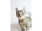 Gunderson, Domestic Shorthair For Adoption In Wheaton, Illinois