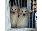 Cream And Sugar, Golden Retriever For Adoption In Louisville, Kentucky