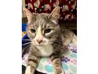 Lucious, Domestic Shorthair For Adoption In Newberg, Oregon