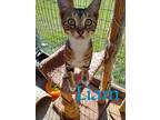 Liam, Domestic Shorthair For Adoption In Seagoville, Texas