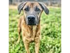 Duke, Labrador Retriever For Adoption In Seagoville, Texas